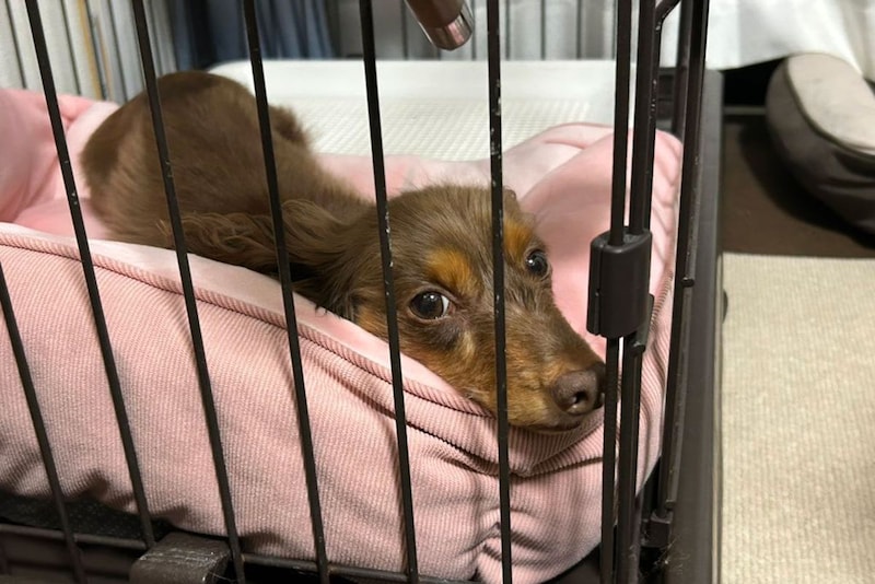犬が入るカゴの名前、4割の人が勘違いしていた アイリスオーヤマは「ペットにとって重要な存在」と説明