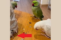 イタズラがバレたインコたち　飼い主から怒られたときの“スン…”動画に爆笑