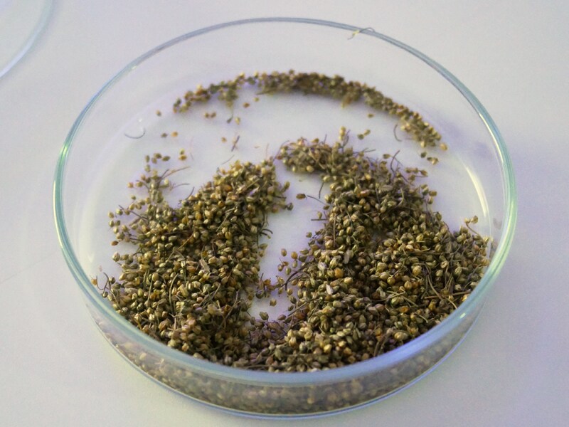 エヌオーガニックヴィ カワラヨモギエキス 成分