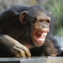 元NHKアナ・中村克洋「人生を動かす“顔”パワー」講座／顔のサイエンス③サルとは違う！「脳とのタッグ」で夢を叶えよう！