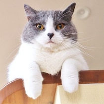 雑菌の繁殖や脱水のリスク軽減！梅雨から夏にかけてオススメの「猫グッズ」