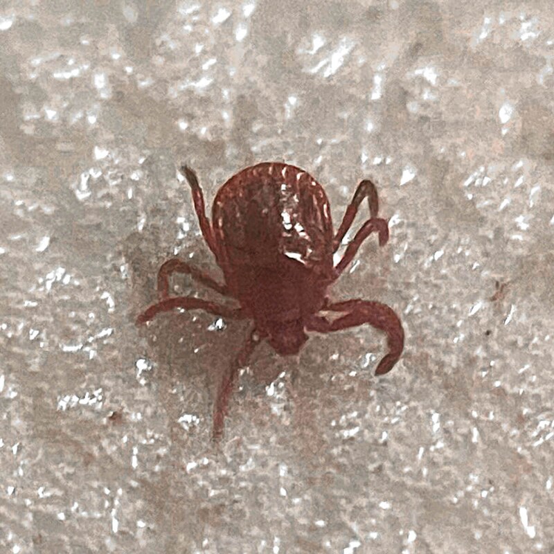 “12年で患者数4倍増”マダニ感染症SFTS「4人に1人が死ぬ」恐怖