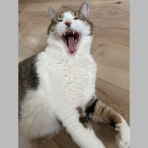 猫が１日に何回も「あくび」をする不思議を検証「おねだりのあくび」「病気のシグナル」もあった！