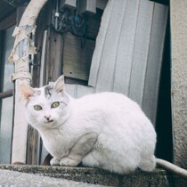４歳男児を救った「奇跡の人命救助ねこ」噛みつき大型犬を「タックル猛攻撃」で制圧したら「ねこ動画映画祭」特別賞が
