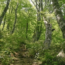 50年ぶりに出た！広島県で大量目撃される「令和のヒバゴン」獣人UMAに町役場が「類人猿相談係」再設置
