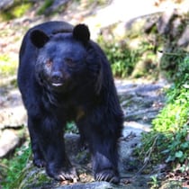 いるはずのない東アフリカ・ケニアで目撃！人間の脳髄を食らう「たてがみのある謎のヒグマ」生態観察