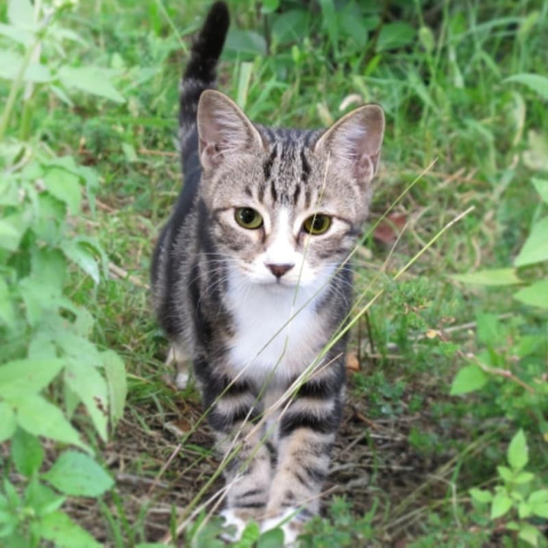 【マジで!?】猫の秘密結社「NNN」の驚くべき実態調査「猫調査員」がロックオンした候補者に猫を派遣するって!