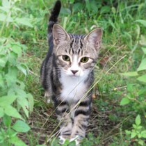 【マジで!?】猫の秘密結社「NNN」の驚くべき実態調査「猫調査員」がロックオンした候補者に猫を派遣するって！