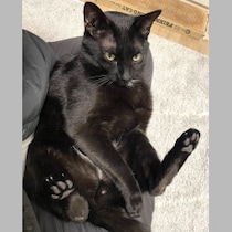 【ねこ雑学】黒もピンクもある「猫の肉球」の役割ってナニ!? 敏感センサーで反応＆しっとり発汗も