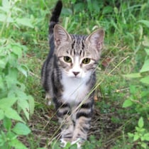 【マジで!?】猫の秘密結社「NNN」の驚くべき実態調査「猫調査員」がロックオンした候補者に猫を派遣するって！