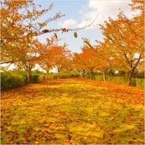 青春18きっぷ改定で注目度急上昇！「秋の乗り放題パス」が旅行好きに刺さる理由