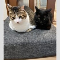 直前に「ごはん制限」そして激しく抵抗して…／ウチの猫を血液検査に連れて行きました〈上〉