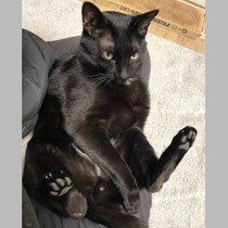 【ねこ雑学】黒もピンクもある「猫の肉球」の役割ってナニ!? 敏感センサーで反応＆しっとり発汗も