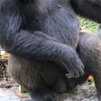 【仰天生物ミステリー】ニューヨークで展示・DNA解析された「ビッグフットの子供の遺体」と今年撮影「ビッグフットの幼体」奇妙な共通点