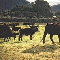 【仰天生物ミステリー】目撃情報続々「２メートル超の毛むくじゃら」が家畜やペットを襲撃