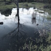 【仰天生物ミステリー】沼地に潜む強烈ヘドロ臭の半魚人「ハニー・スワンプ・モンスター」遭遇秘話