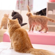 総勢70匹が立候補「ねこ市長選」で勝利したのは「インパクト抜群の選挙ポスター」意外なダークホースだった