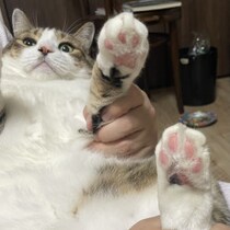 【動物ミステリー】ネコの指って何本ある？「後足の指が１本少ない」のはなぜなのか