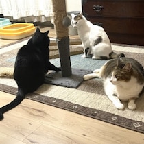 【生態観察記】「猫に躾は極めて難しい」のに犬より飼われるブームが続くのはなぜなのか