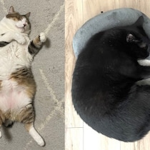 こんなにも違う【「ネコの寝姿」観察記】人間のように枕に頭を乗せたり目を開けたまま…