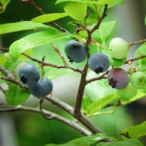 「鉄腕DASH」timelesz松島聡がブルーベリー生産者の厚意をはねつけた「０円食堂」の「勝手なルール」