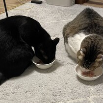 【飼い猫実験記】ウチの３匹にテリーヌを食べさせてみたら…大事なのは「味変」だと判明
