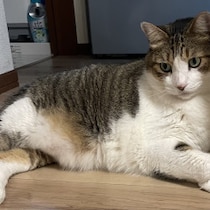 【猫と病気】「ウチの２匹が網膜剥離に…」原因は高血圧だって！猫にも血圧測定があった