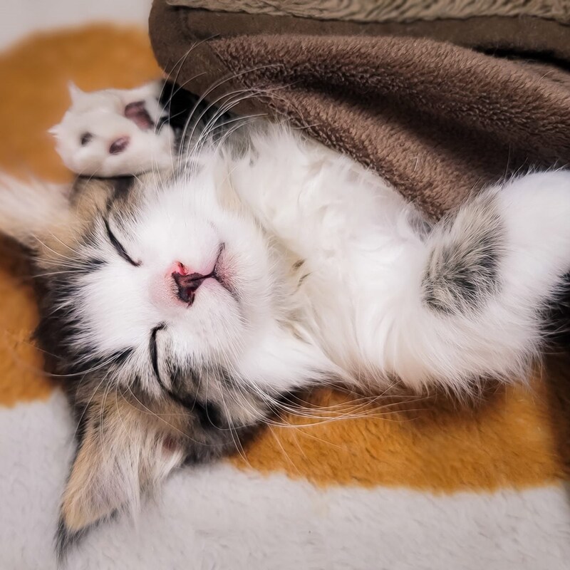 電気を使わない「犬猫ペット用こたつ」2750円の保温性とインテリア感