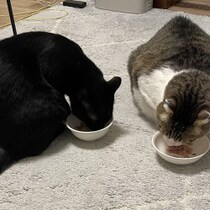 【飼い猫実験記】ウチの３匹にテリーヌを食べさせてみたら…大事なのは「味変」だと判明