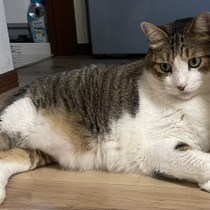 【猫と病気】「ウチの２匹が網膜剥離に…」原因は高血圧だって！猫にも血圧測定があった