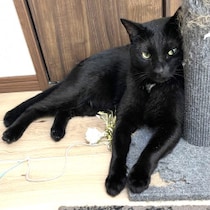 黒ネコの飼い主が複雑な思いで見る「全国クマ騒動」「クマと黒ネコの身のこなし」