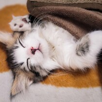 電気を使わない「犬猫ペット用こたつ」2750円の保温性とインテリア感