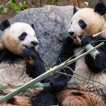 高市「存立危機事態」答弁で嫌がらせの中国からまた出た「パンダ外交」に「そんなに見たけりゃ中国へ見に行けばいい」