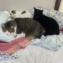 これが現実だ！「ネコの保険契約」補償割合30％ダウンで保険料60％超アップと「すごい重要事項説明書」