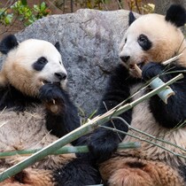 高市「存立危機事態」答弁で嫌がらせの中国からまた出た「パンダ外交」に「そんなに見たけりゃ中国へ見に行けばいい」