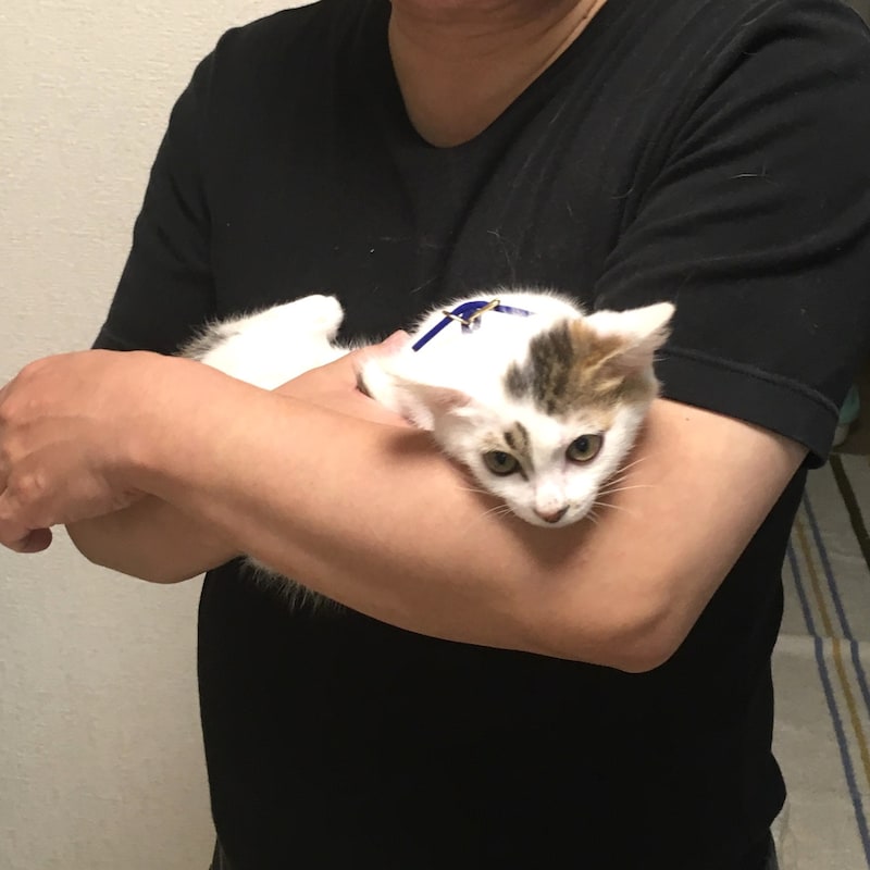 テレビの「猫の番組作り」にモノ申す!「天皇家の猫⇒最強の保護猫譲渡会」で流した「オモシロ映像」の軽々しい意図