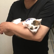 テレビの「猫の番組作り」にモノ申す！「天皇家の猫⇒最強の保護猫譲渡会」で流した「オモシロ映像」の軽々しい意図