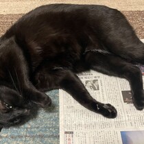 【不思議ねこ観察記】朝４時スタート「新聞大好き黒猫」の奇妙なルーティン行動