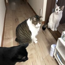 【ふしぎ探求レポート】聴力は人間の10倍！猫には生活音がどう聞こえているのか「好きな音・嫌な音」反応と行動