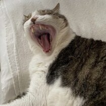 ネコの「逆くしゃみ」って何だ!? ビックリした時に空気を吸い込んで…原因は「肥満」