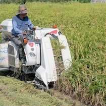 「おこめ券」どころではない「コメ価格暴落」の時限爆弾！卸商も農家も大赤字でコメを作らなくなる