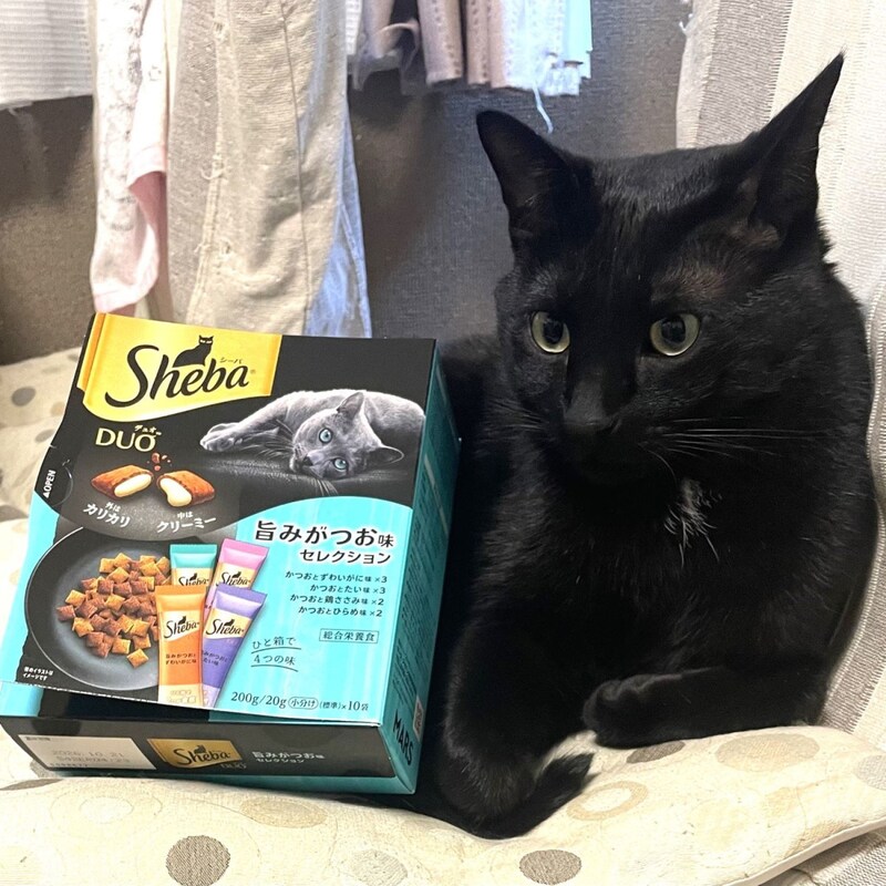 「猫おばさん」の怪行動を目撃!猫が大好きなカリカリの餌「シーバ100個買い占め事件」いったいどうするつもり!?