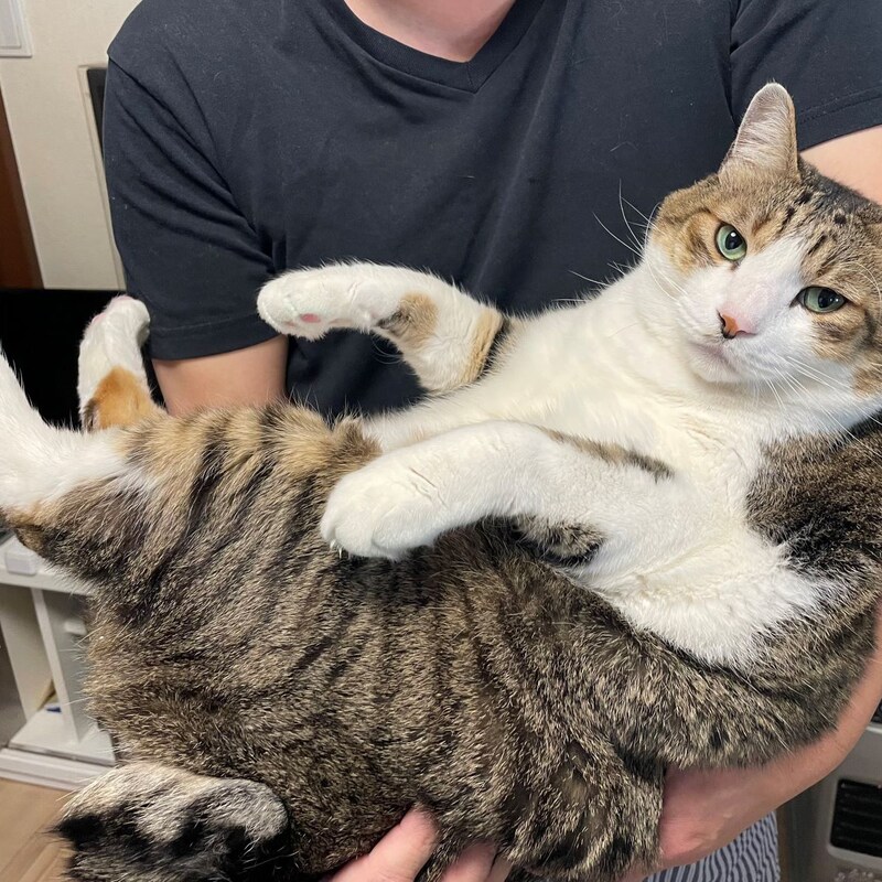 ねこ愛好家の冬の悩み「抱っこしたら静電気バチバチッ！」いろんな対策グッズを試してみたら…