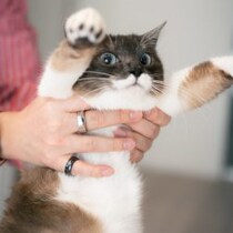 メディアも報道「スクラッチ当たりクジ」をくわえて帰ってきた猫の不思議な秘話