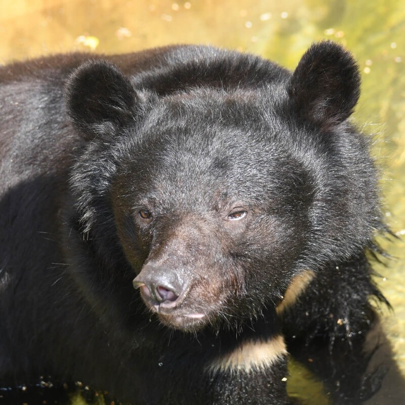 悪名高き害獣たちを大変おいしゅういただきました(3)ヒグマが赤ワインで煮込まれ