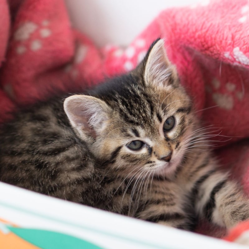 ドーベルマンのボディーガードになったキジトラ子猫がニュース番組に!犬と猫が一緒に暮らす最良の方法