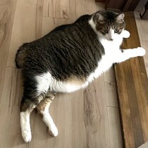 聞き慣れない「ねこの重病・FIP」は「致死率99.9％」だって!? 典型的な危険信号は「お腹ポッコリ」