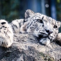 【ホントの衝撃ニュース】猫を飼ったらヒョウだった！羊を食い殺された牧畜業者の「困り果てた末の行動」