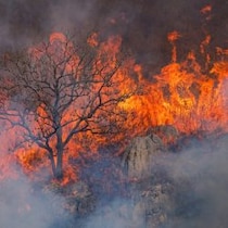 ロサンゼルス山火事で「時給31万円」を手にする日本の左官職人と消防士の「とてつもない価値」