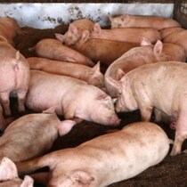 【世界の「最凶独裁者」列伝】「中国三大悪女」呂后は夫の側室の両手両足を切り落として糞尿まみれの「豚便所」へ放り込んだ